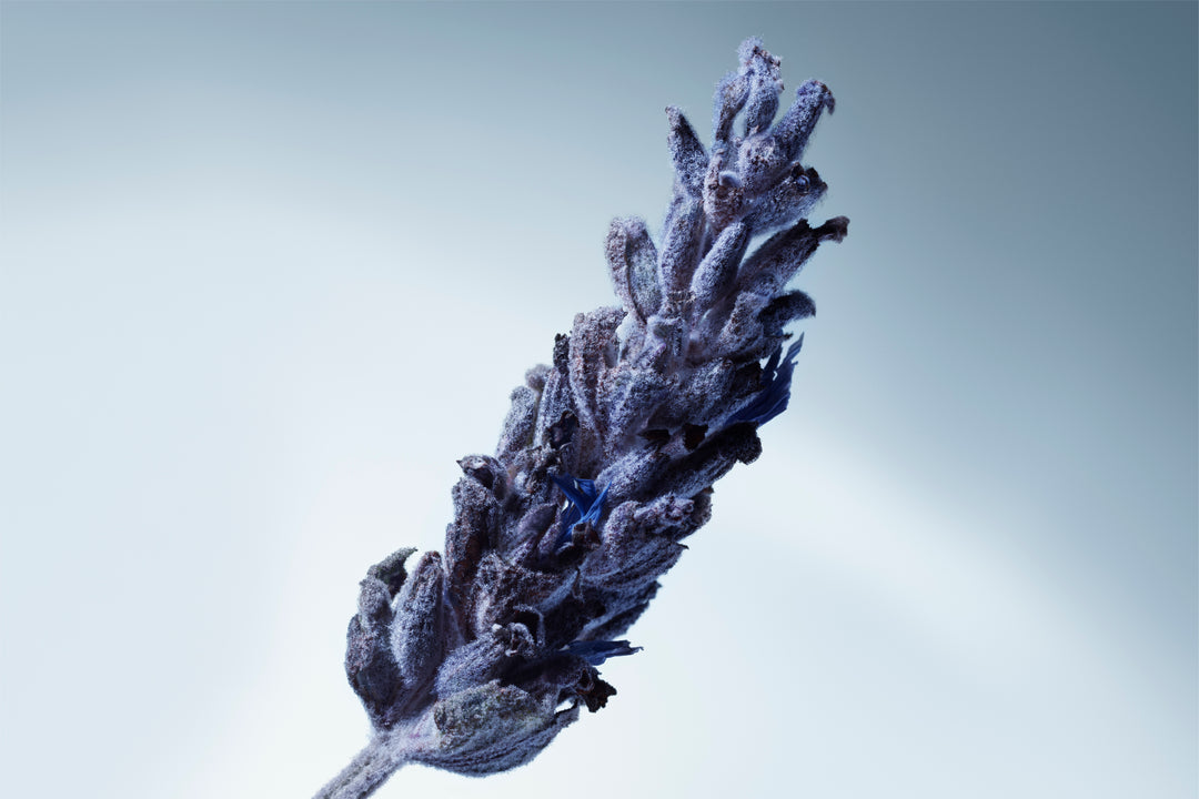 METAL LAVENDER