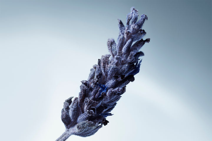 METAL LAVENDER