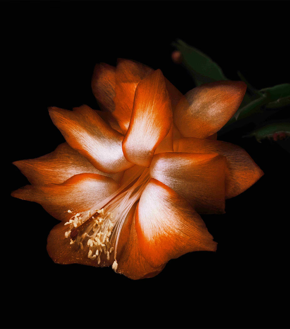 Black Saffron - Absolu de Parfum