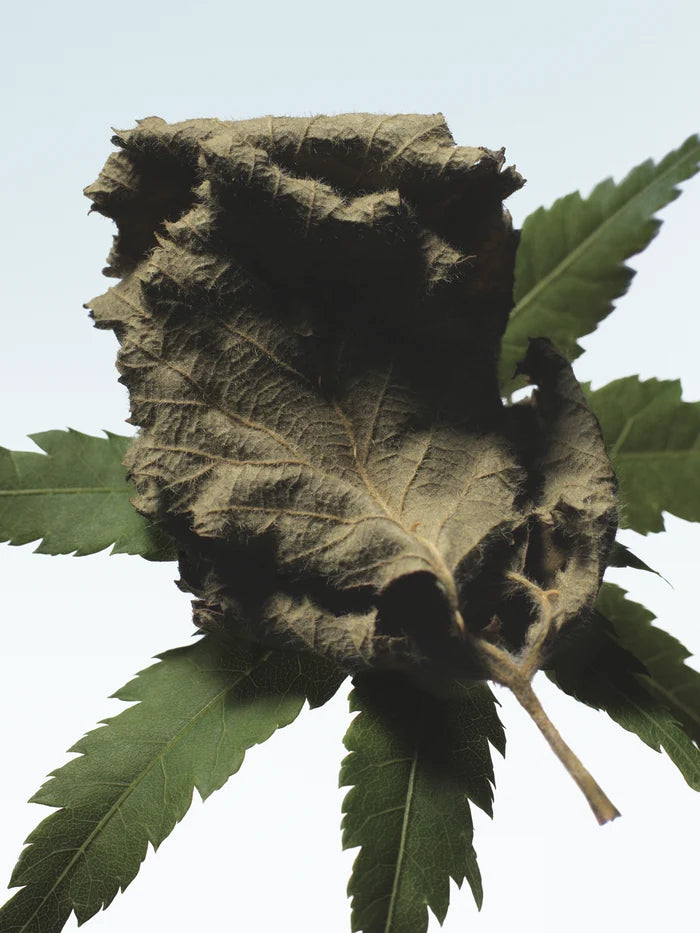 CANNABIS PATCHOULI