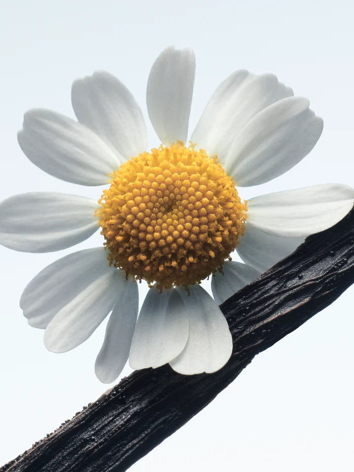 CAMOMILLE SATIN