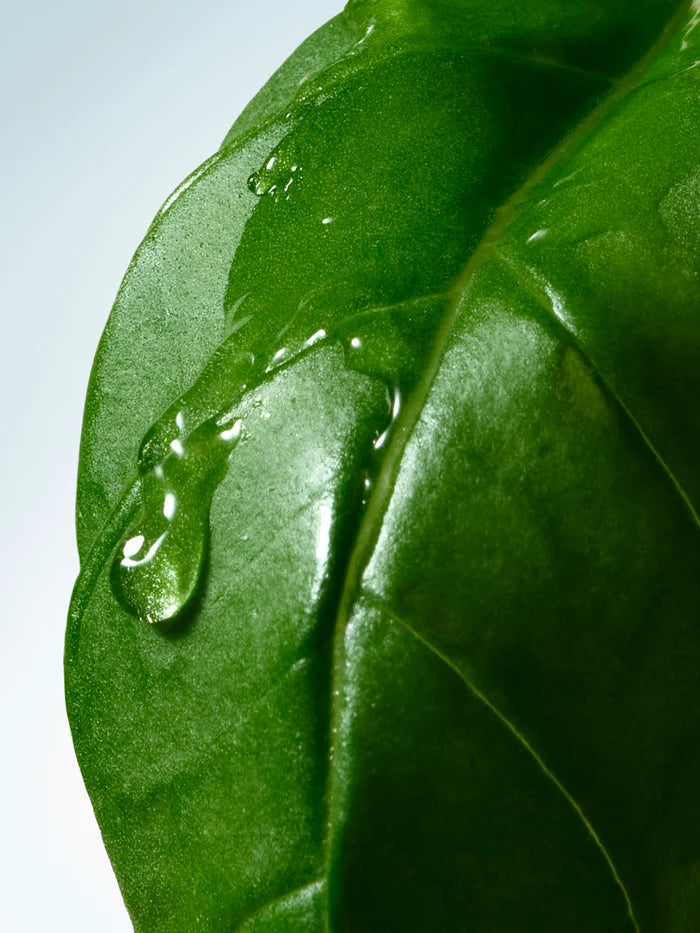 BASIL &amp; HINOKI - Liquid Soap