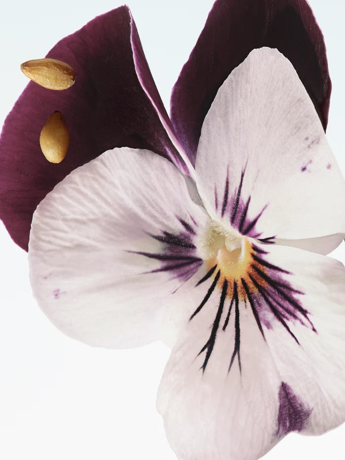 VELVET VIOLET