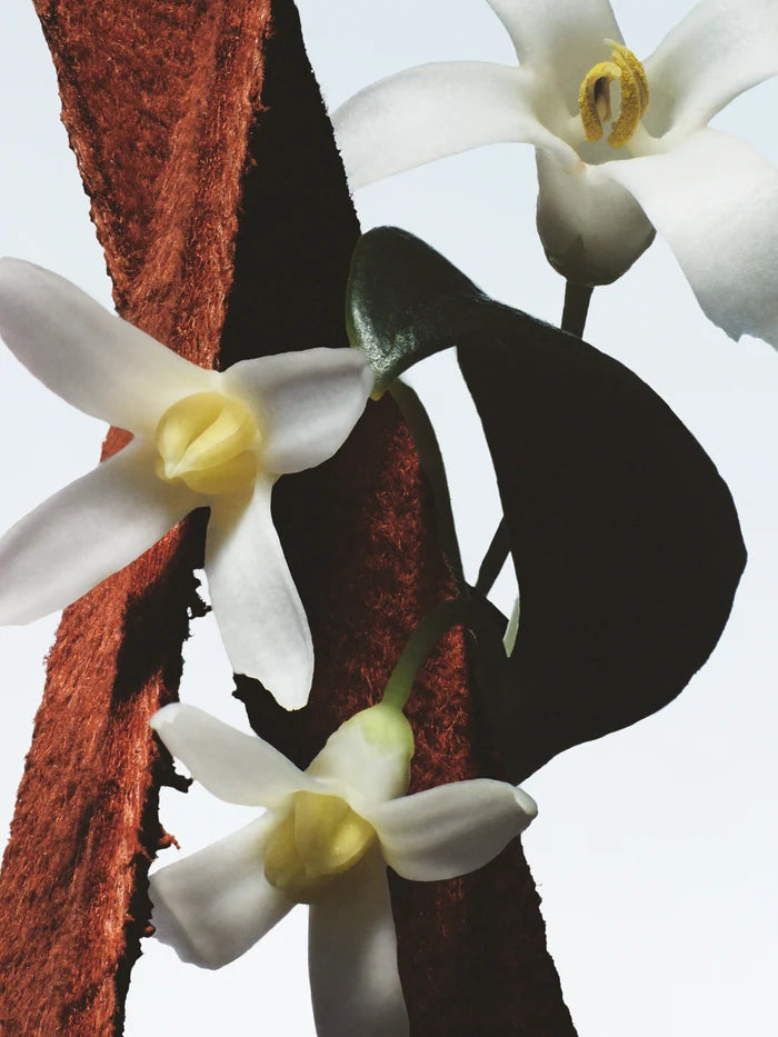 FLEUR DU MAL