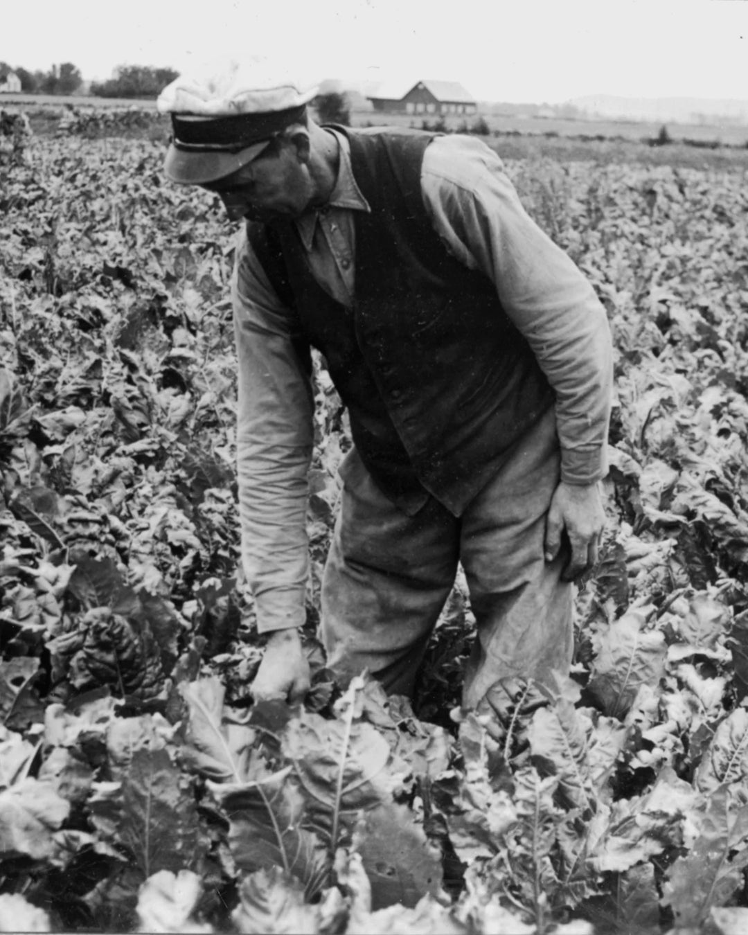 319 ROOM DIFFUSER - Sweet Tobak