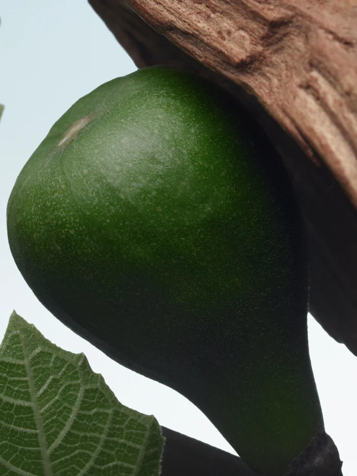 SANTAL GREENERY
