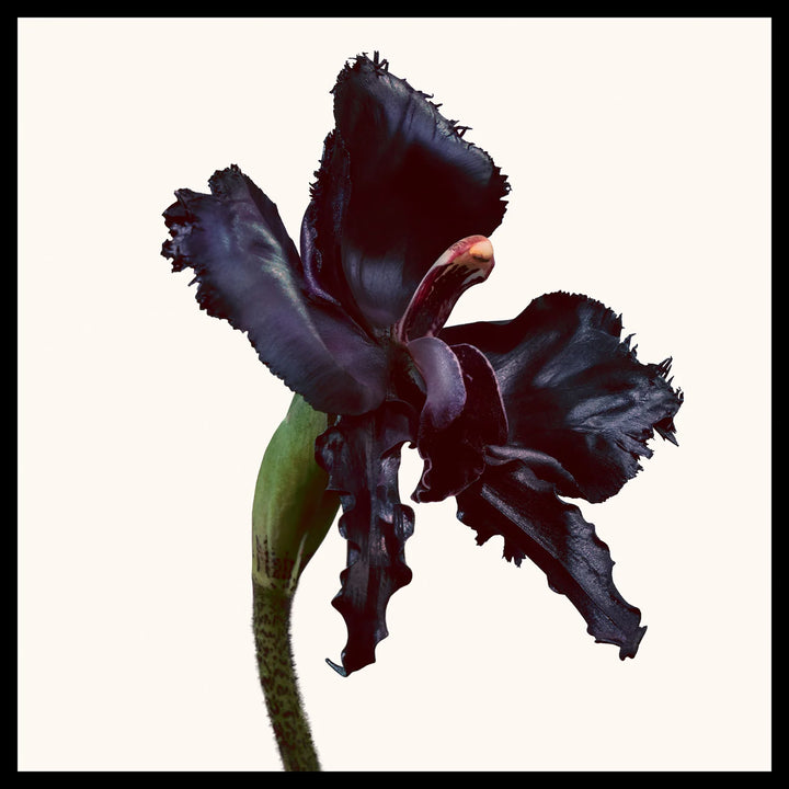 BLACK ORCHID RESERVE